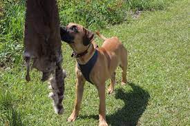 Black mouth cur dogs hunting