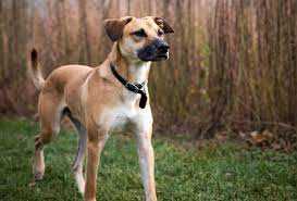 Black mouth cur dogs