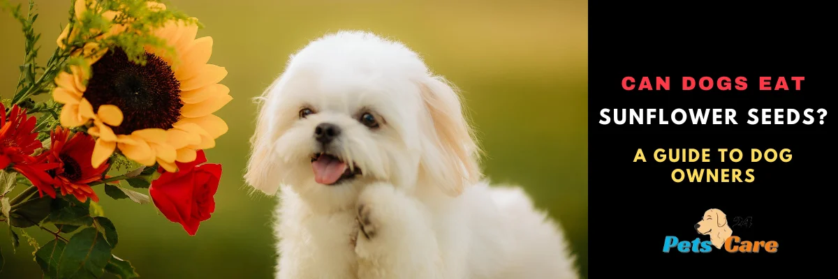 Can dogs eat sunflower seeds?