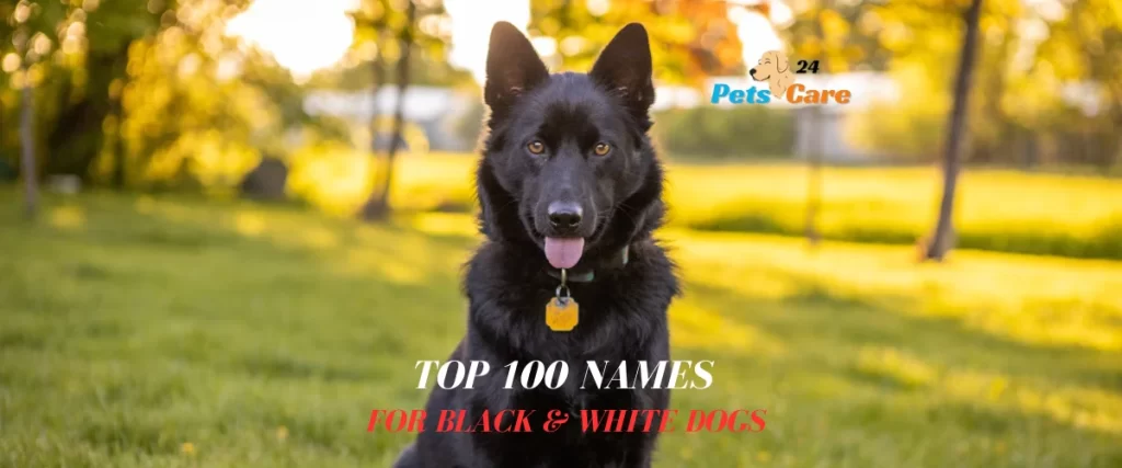 Top 100 Names for Black Dogs