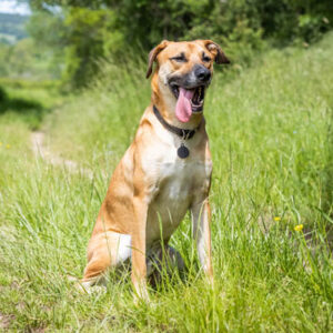 black-mouth-cur