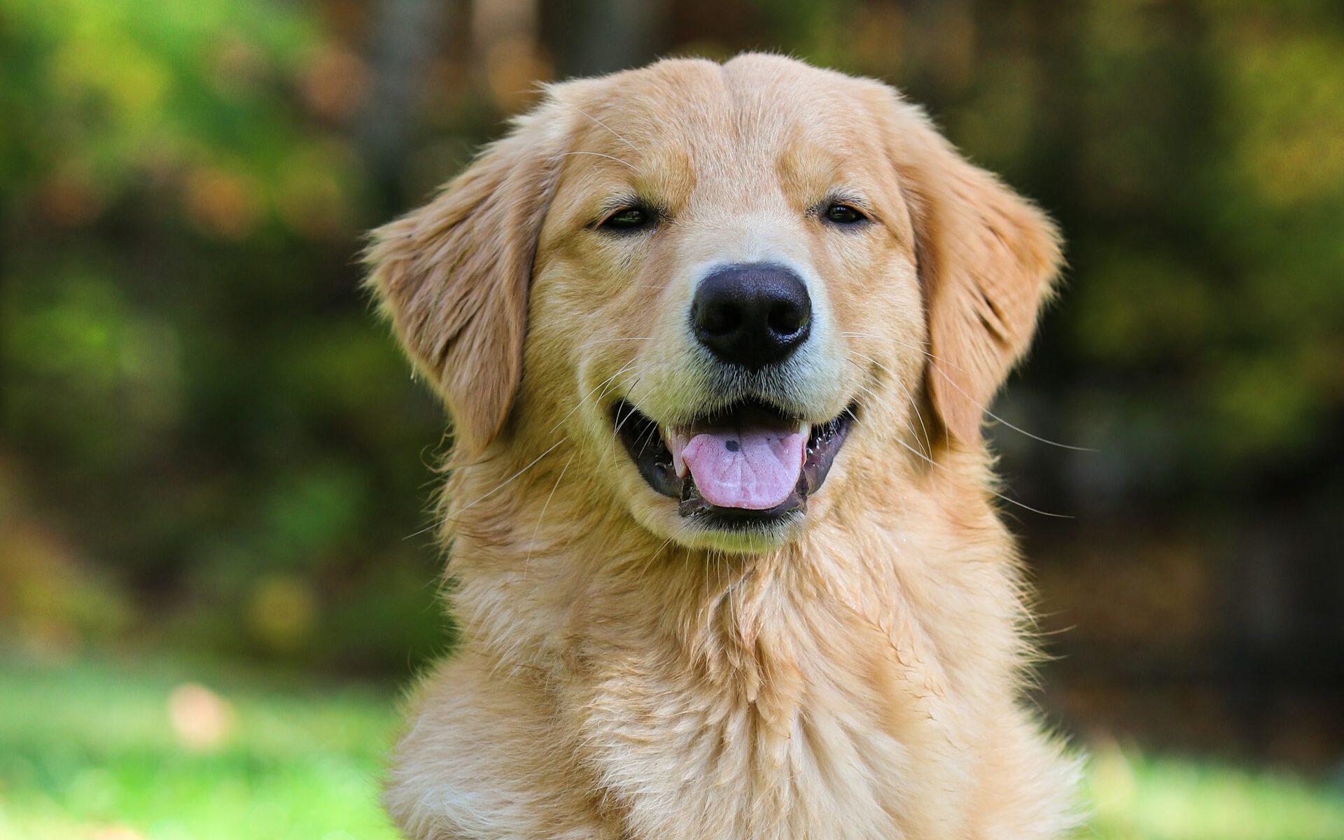 Golden retriever dog breed 1