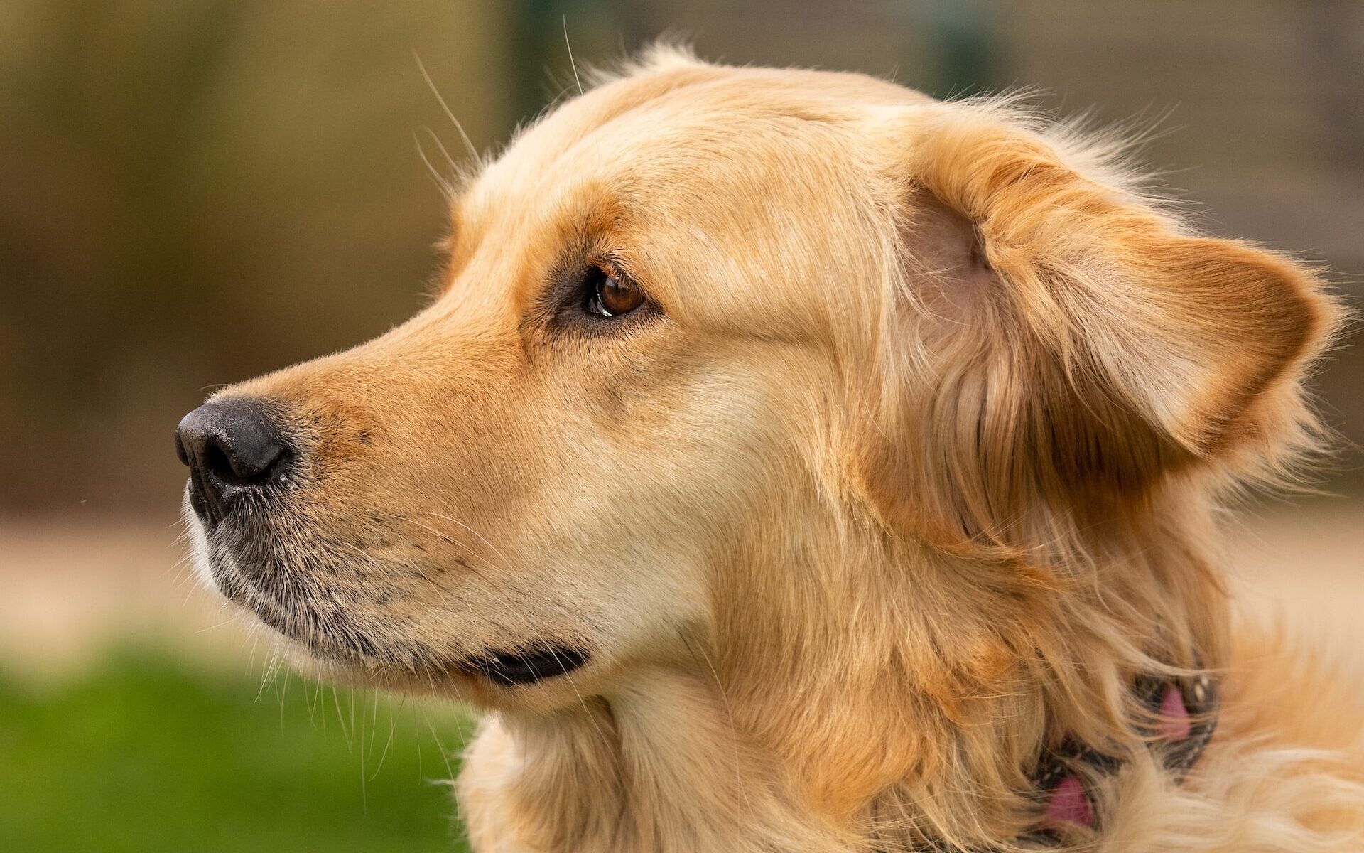 Golden retriever dog breed