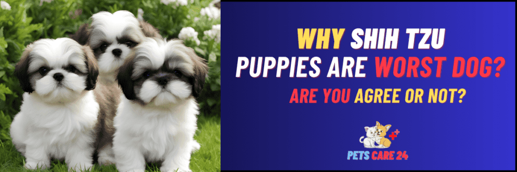 Why shih tzu puppies are worst dog
