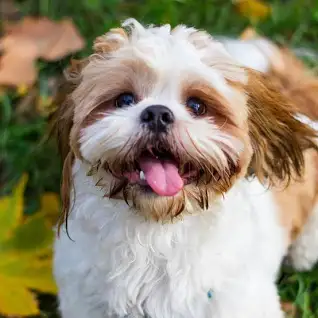 Why shih tzu puppies are worst dog 2